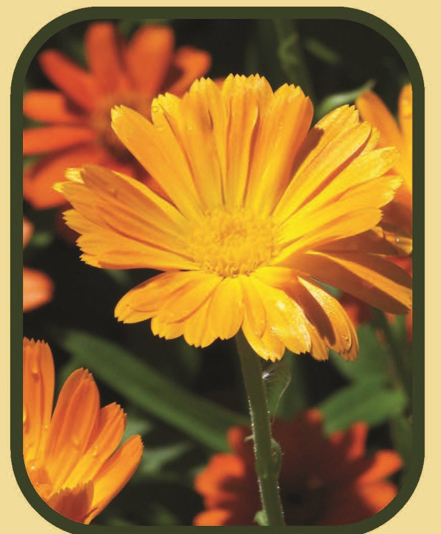 oneseedonestate 2026